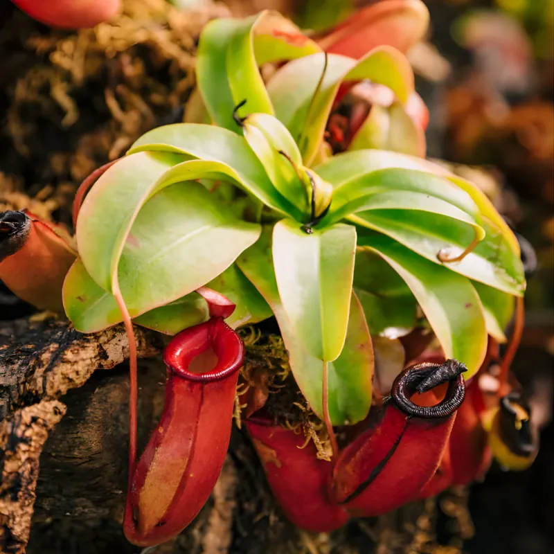 Cây Nắp Ấm cấy mô