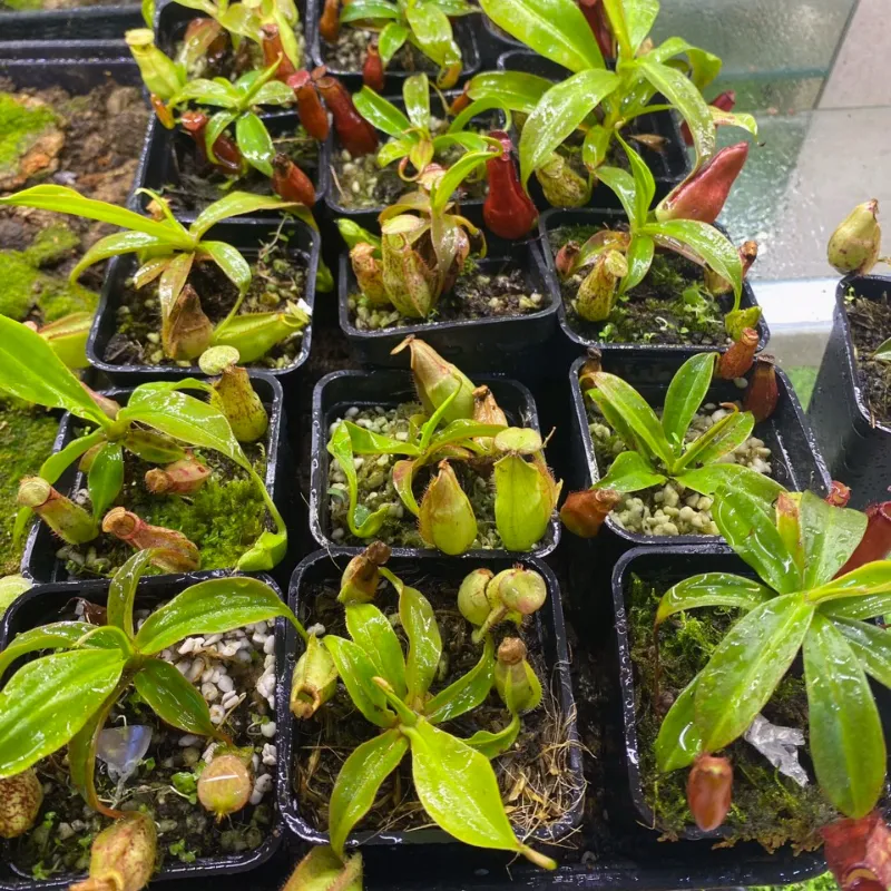 Nắp Ấm cấy mô