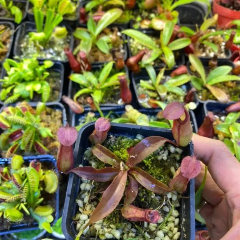 Nắp Ấm Cấy Mô