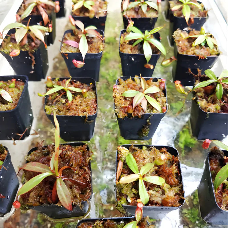 Công nghệ Nepenthes cấy mô