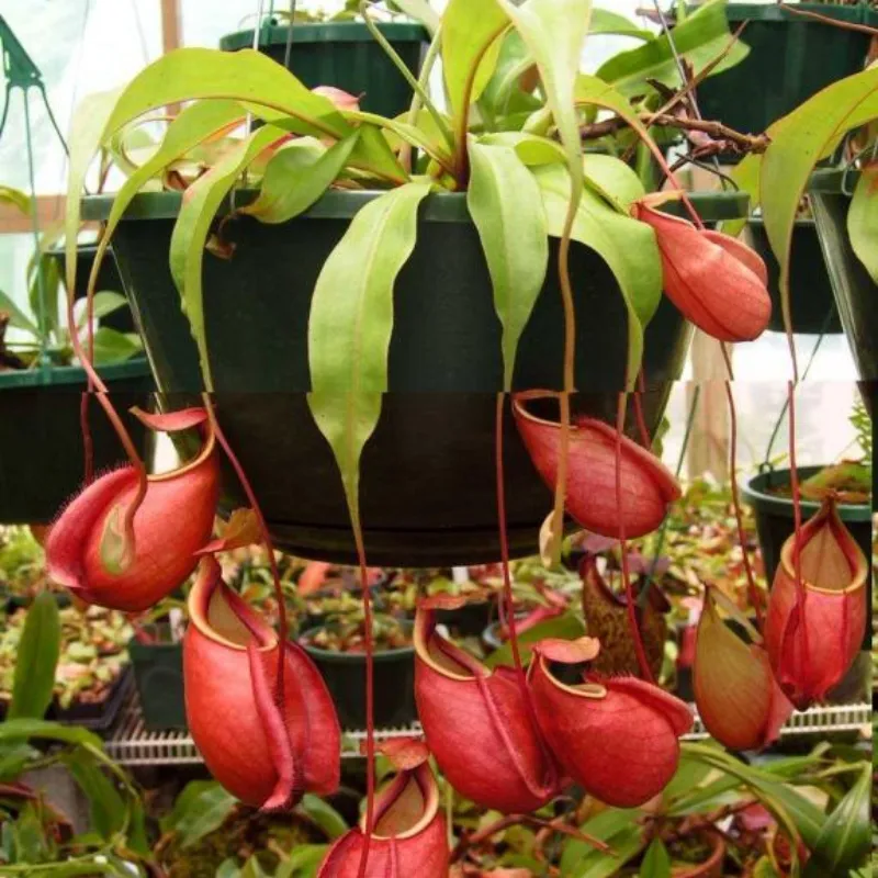 Nắp Ấm Cấy Mô - Ảnh 5