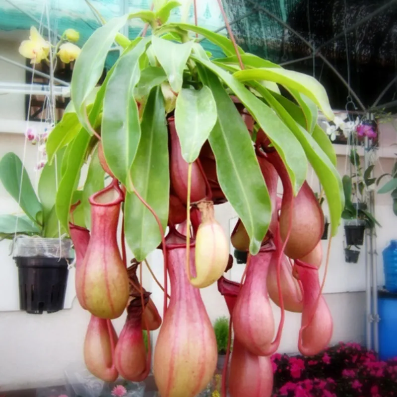 Nắp Ấm Cấy Mô - Ảnh 6