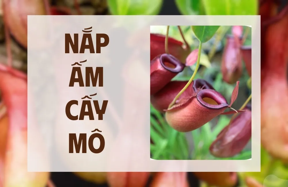 Tổng quan về cây Nắp Ấm cấy mô