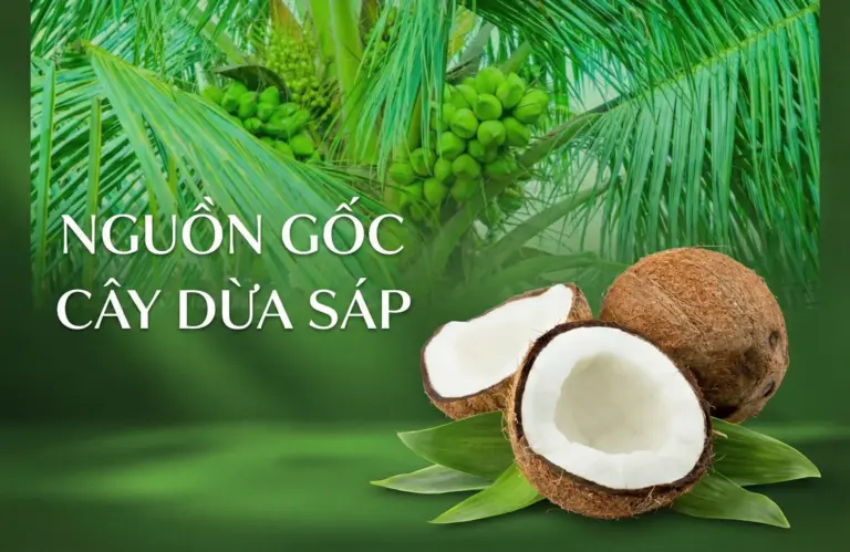 Nguồn gốc cây dừa sáp ở Việt Nam và giá trị đặc biệt của giống dừa sáp