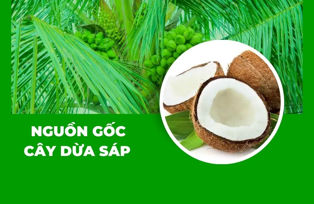 Nguồn gốc cây dừa sáp