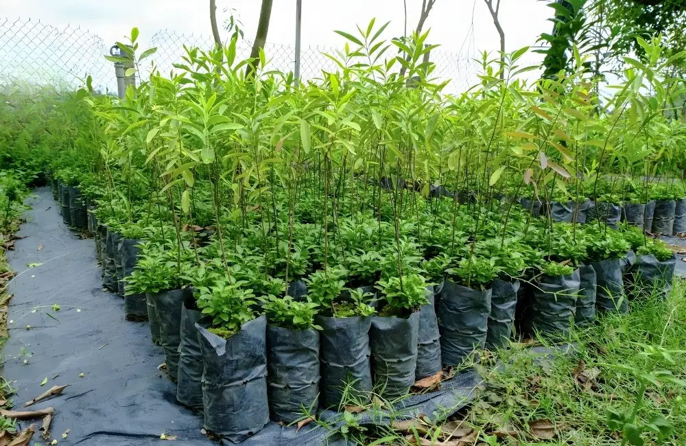 So sánh giá & chất lượng cây đàn hương cấy mô