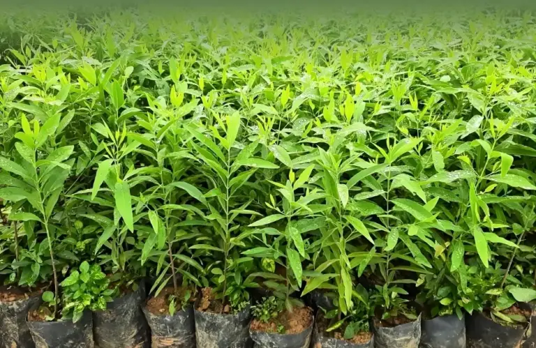 Nơi mua đàn hương cấy mô uy tín ở đâu tại Việt Nam hiện nay?