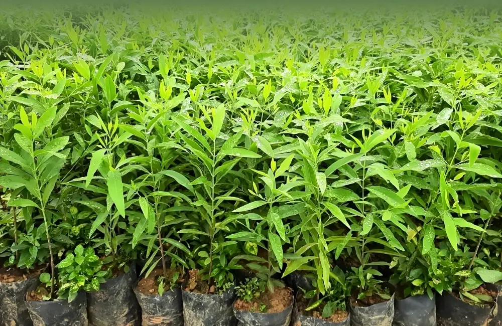 Nơi mua đàn hương cấy mô