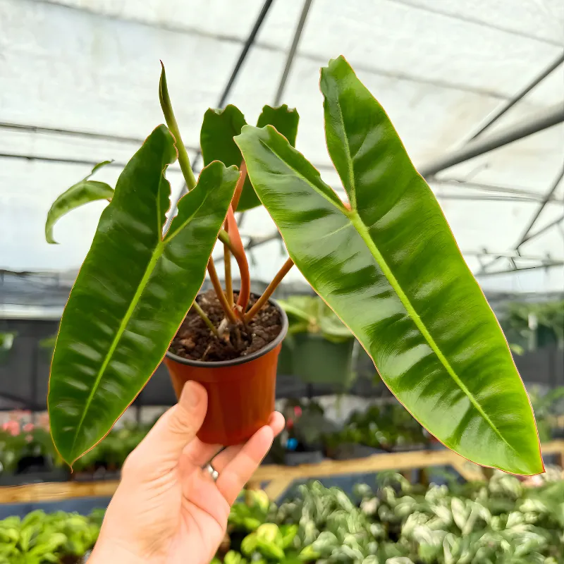 Philodendron Billietiae Cấy Mô