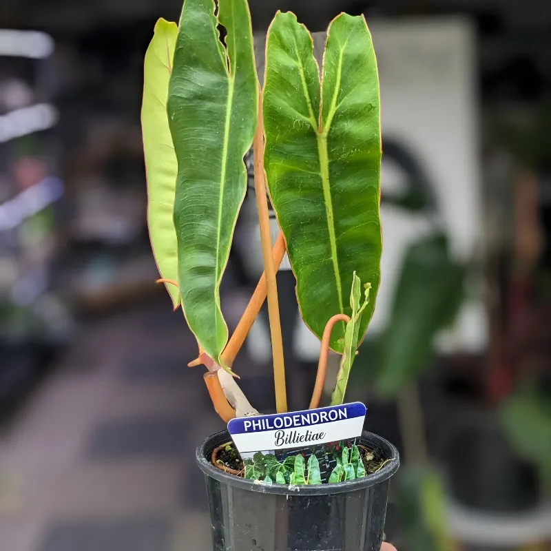 Philodendron Billietiae Cấy Mô - Ảnh 3
