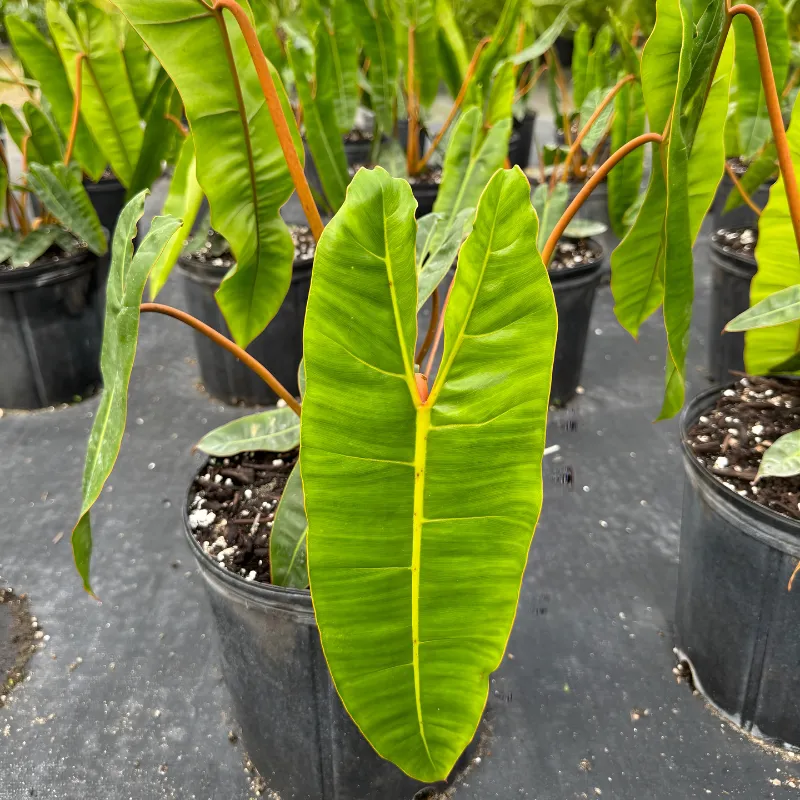 Philodendron Billietiae Cấy Mô