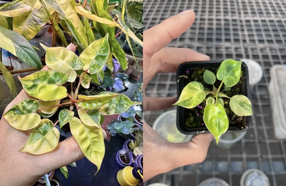 Các dòng và phân loại Philodendron Billietiae Cấy Mô hiện nay