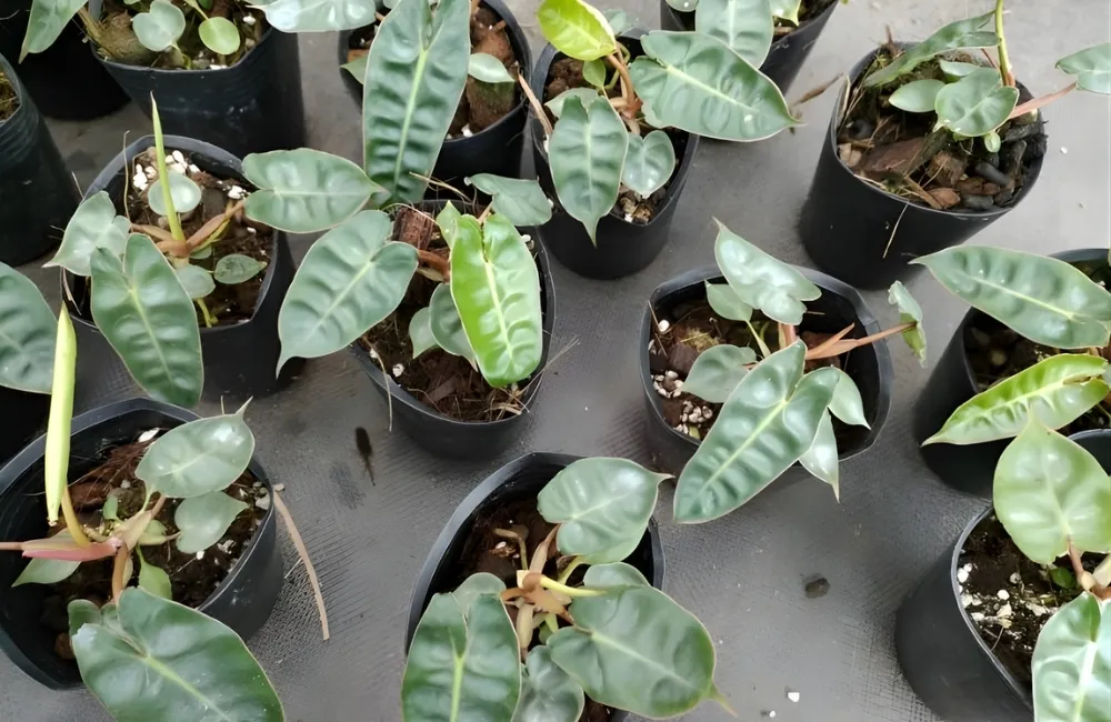 Kỹ thuật trồng và chăm sóc Philodendron Billietiae Cấy Mô