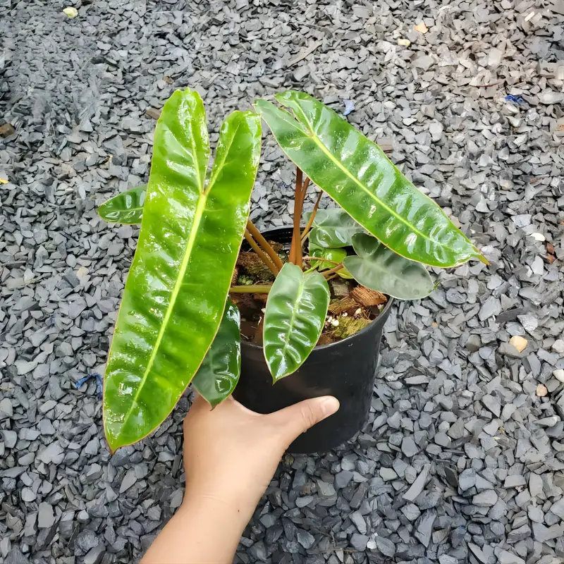 Cây Philodendron Billietiae Cấy Mô
