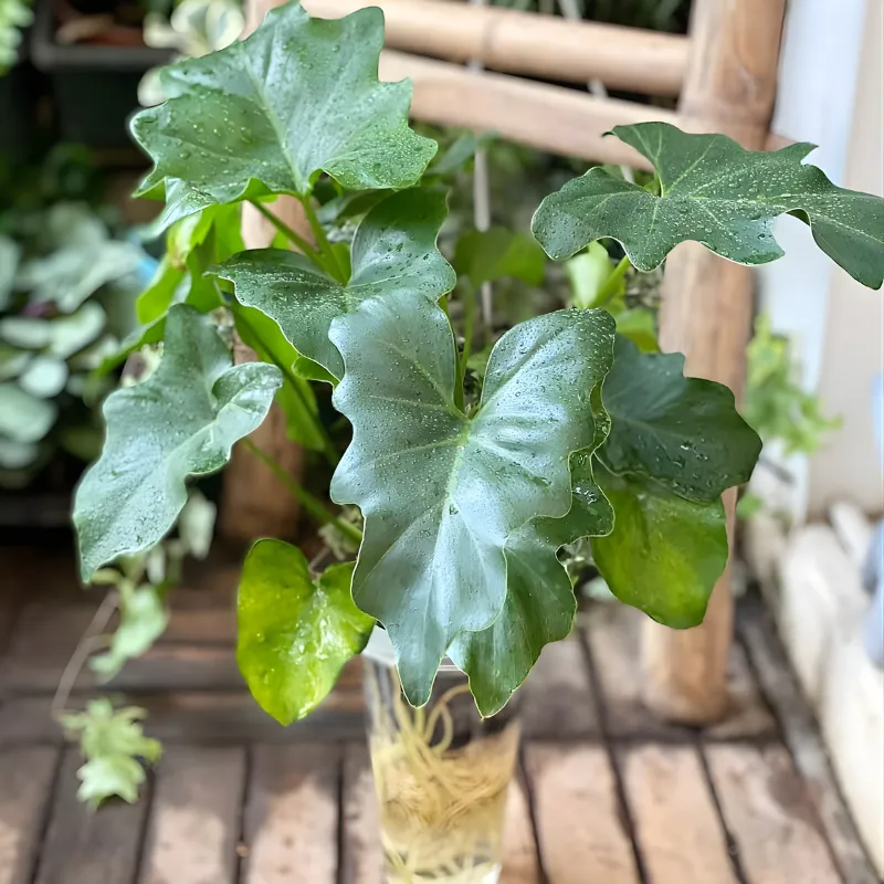 Philodendron Bipinnatifidum Cấy Mô