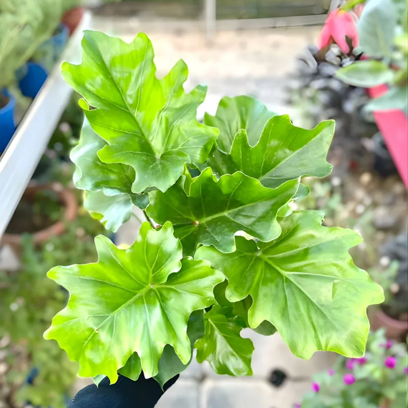 Philodendron Bipinnatifidum Cấy Mô