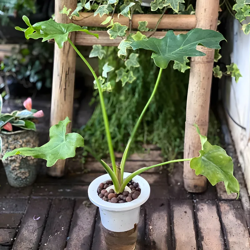 Cây trầu bà thanh xuân