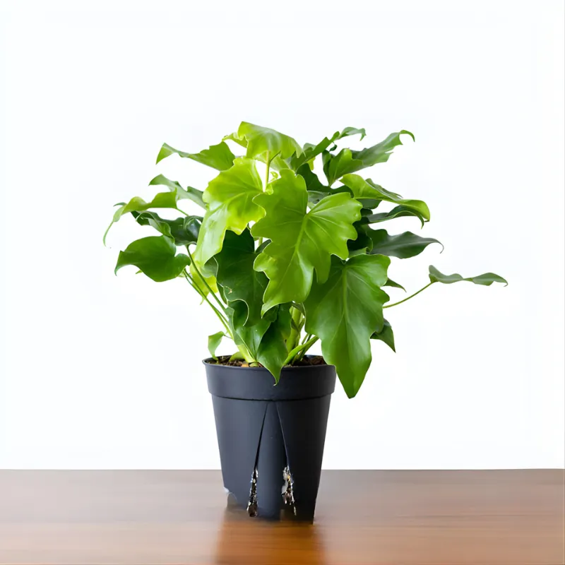 Philodendron Bipinnatifidum Cấy Mô - Ảnh 5