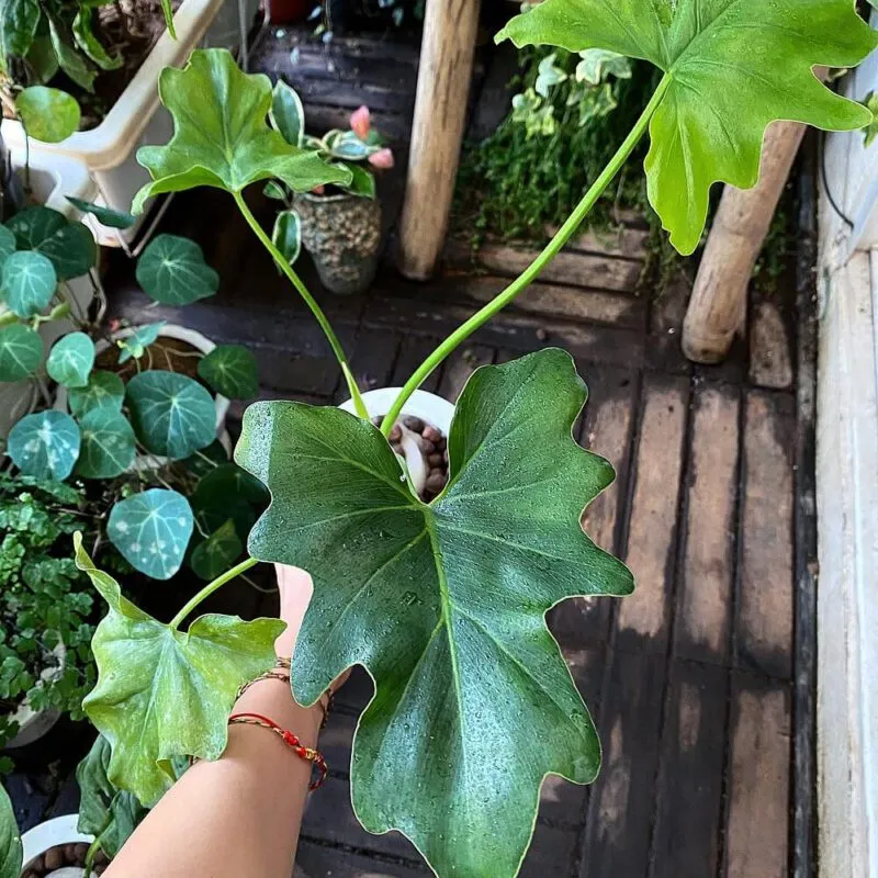 Philodendron Bipinnatifidum Cấy Mô