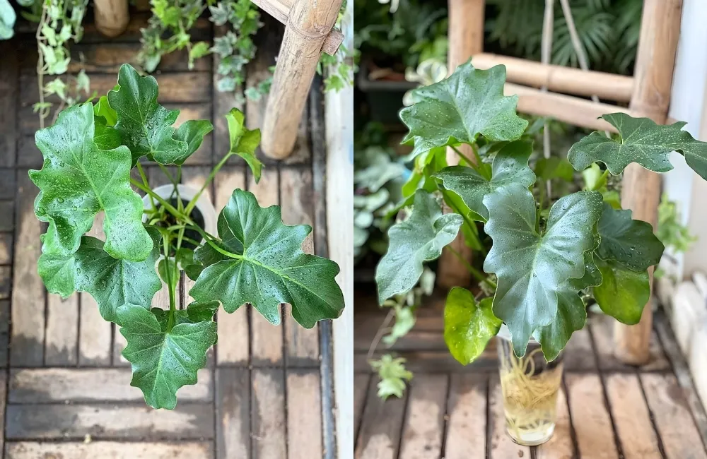 Các dòng và phân loại Philodendron Bipinnatifidum phổ biến