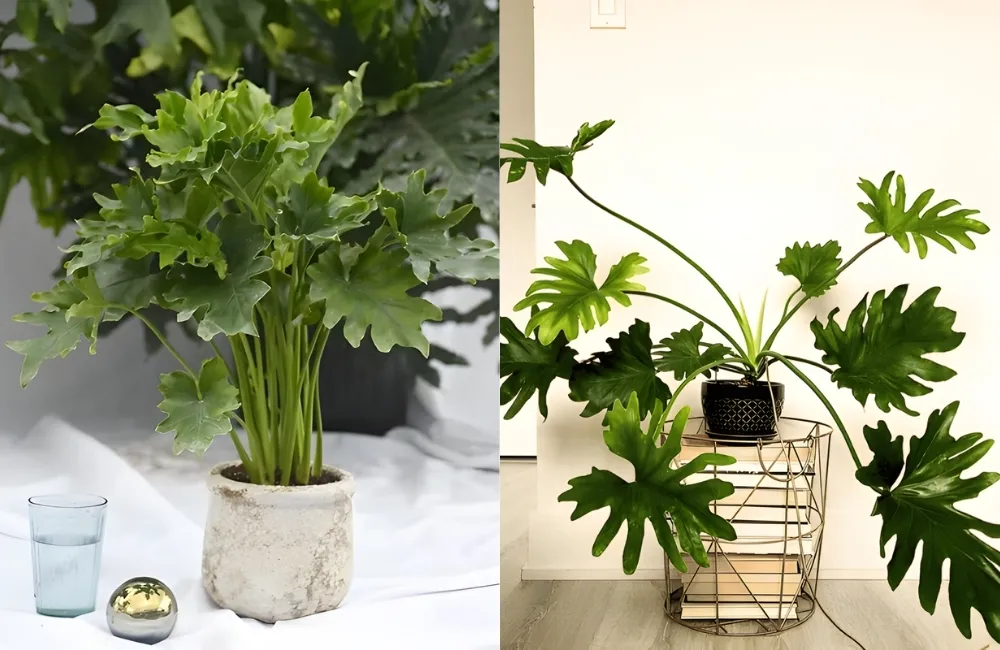 Kỹ thuật trồng và chăm sóc Philodendron Bipinnatifidum cấy mô