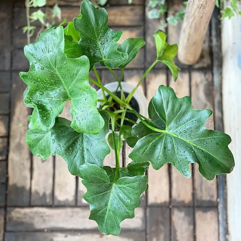 Philodendron Bipinnatifidum Cấy Mô