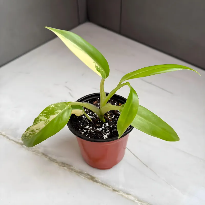 Philodendron Florida Beauty Cấy Mô