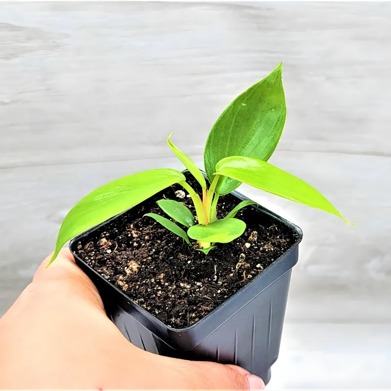 Philodendron Florida Beauty Cấy Mô - Ảnh 3