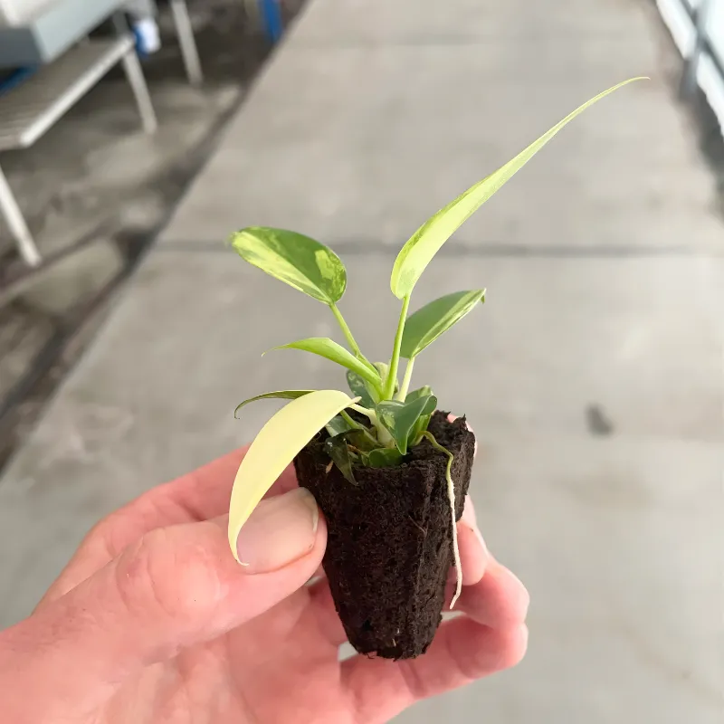 Philodendron Florida Beauty Cấy Mô - Ảnh 4