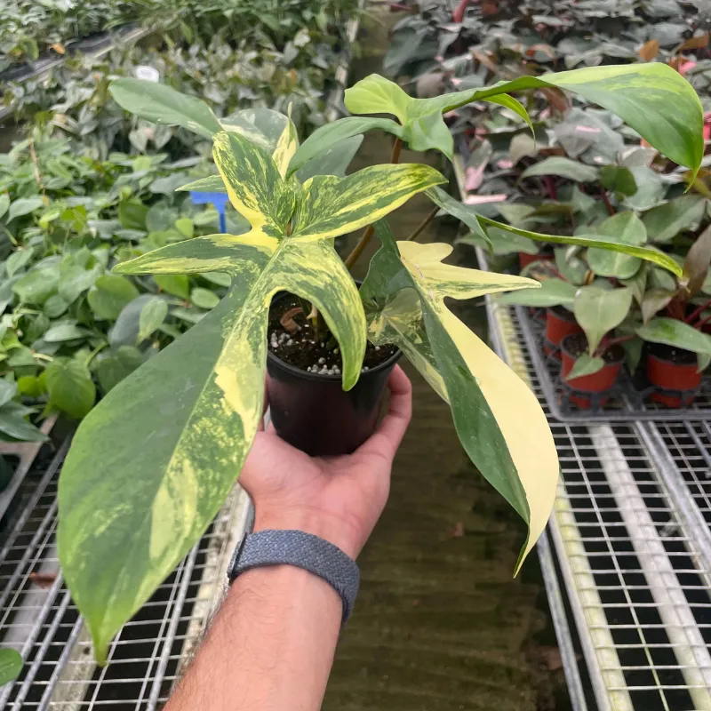 Philodendron Florida Beauty Cấy Mô