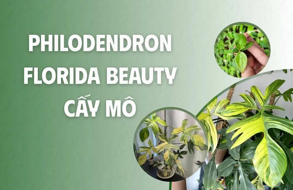 Tổng quan về cây Philodendron Florida Beauty Cấy Mô