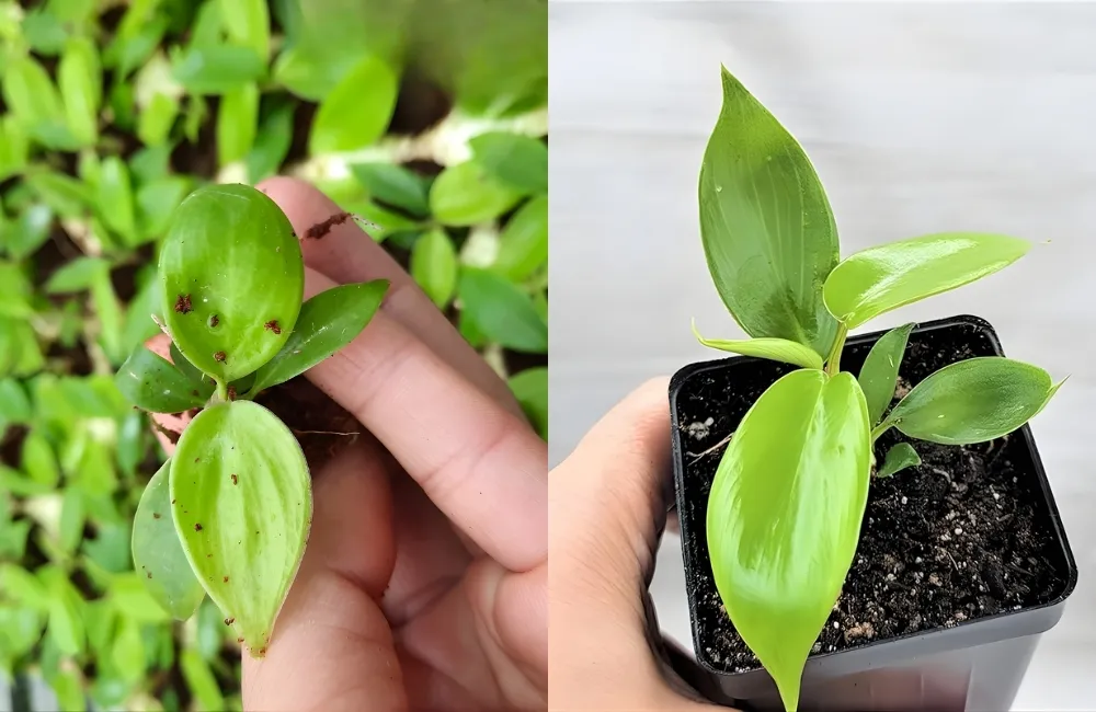 Các dòng và phân loại Philodendron Florida Beauty Cấy Mô