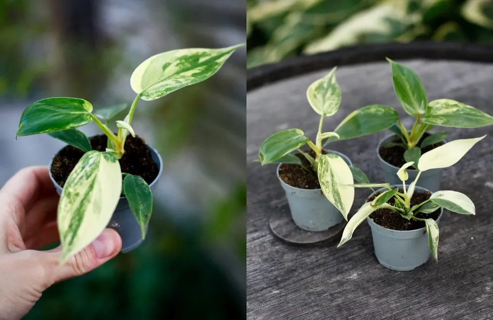 Kỹ thuật trồng và chăm sóc Philodendron Florida Beauty Cấy Mô