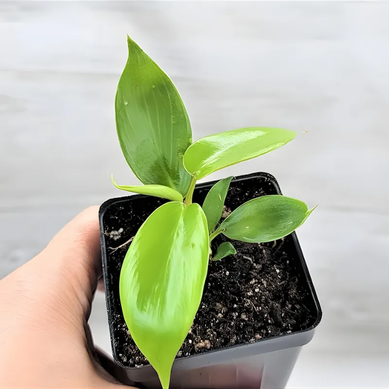 Philodendron Florida Beauty Cấy Mô