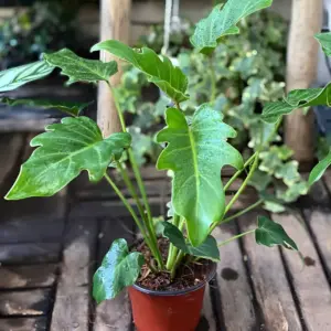 Philodendron Xandanu Cấy Mô
