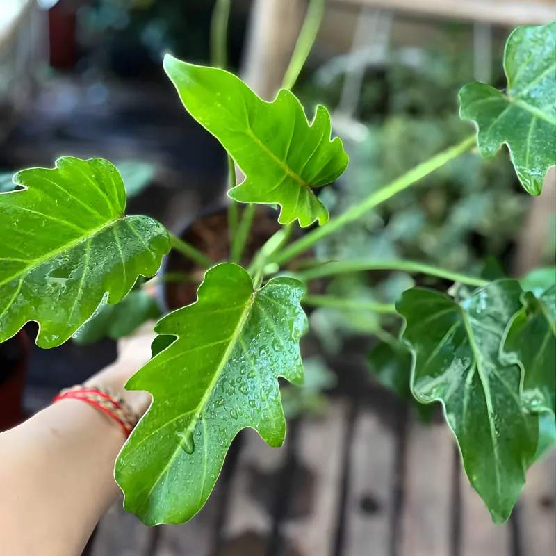 Philodendron Xanadu Cấy Mô