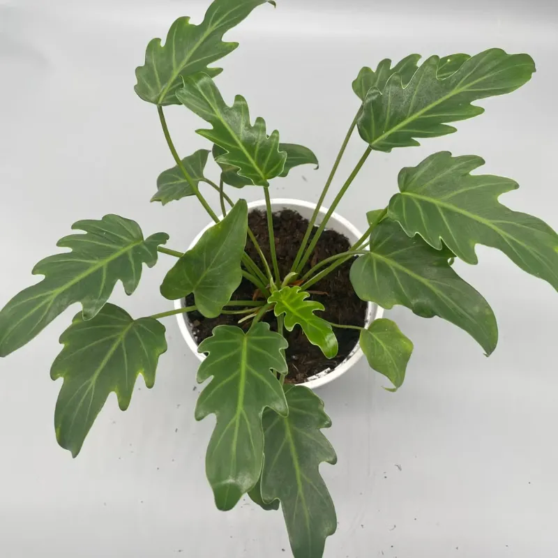 Philodendron Xanadu Cấy Mô - Ảnh 3