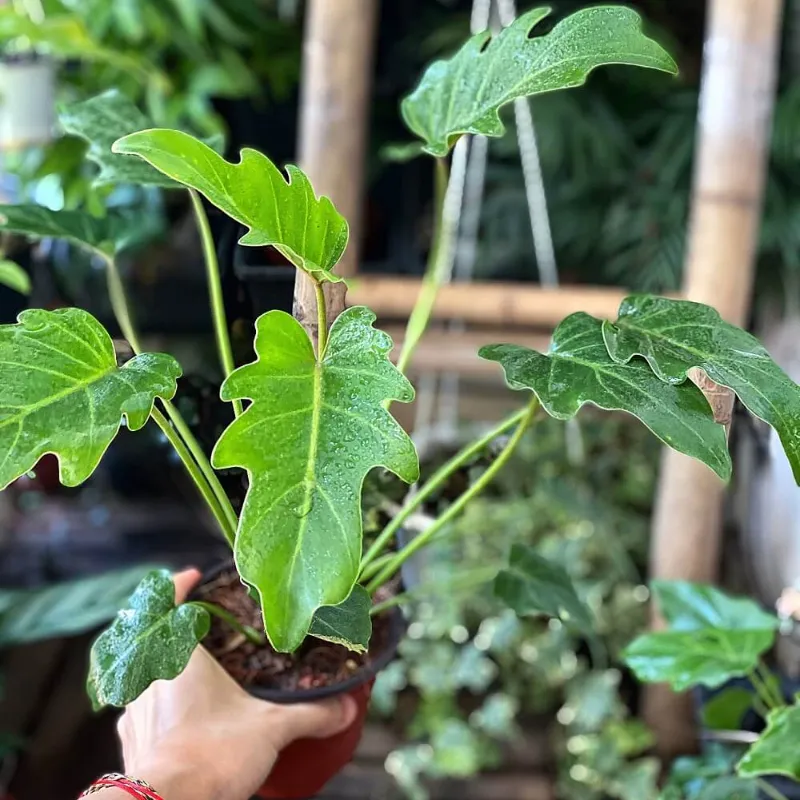 Philodendron Xandanu Cấy Mô