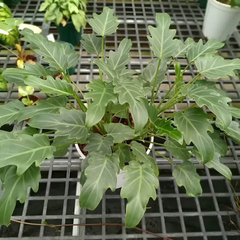 Philodendron Xanadu Cấy Mô - Ảnh 5