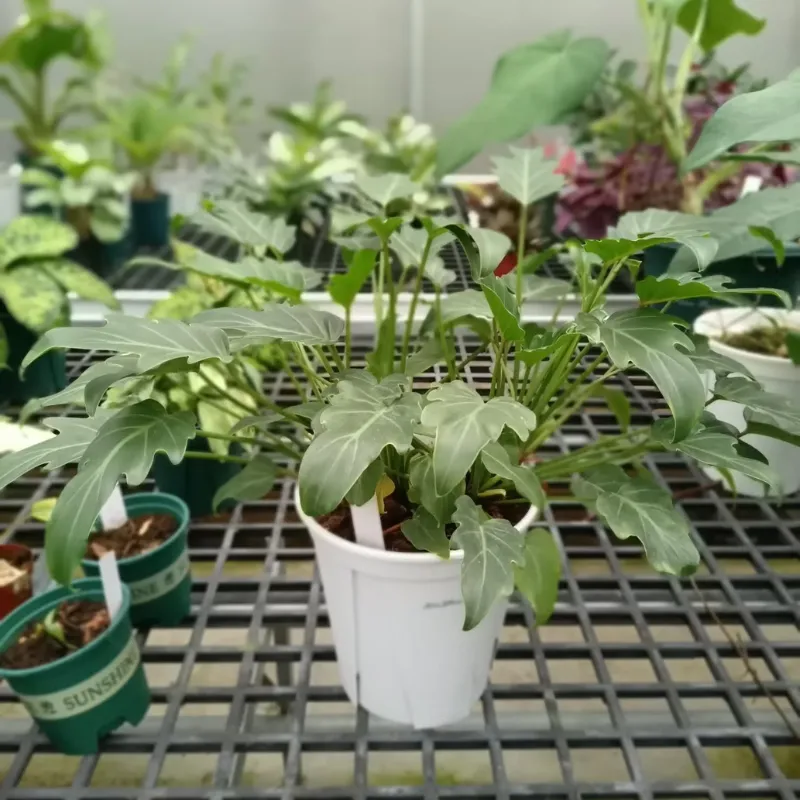 Philodendron Xandanu Cấy Mô