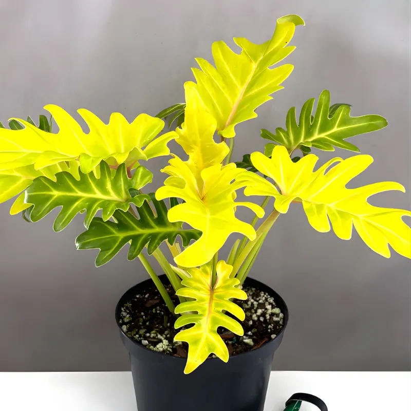 Philodendron Xanadu Gold Cấy Mô