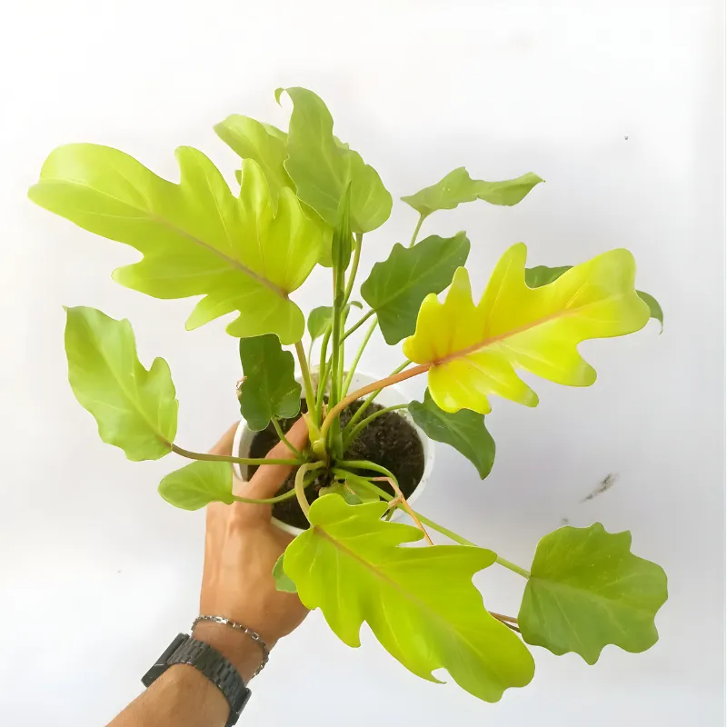 Philodendron Xanadu Gold Cấy Mô