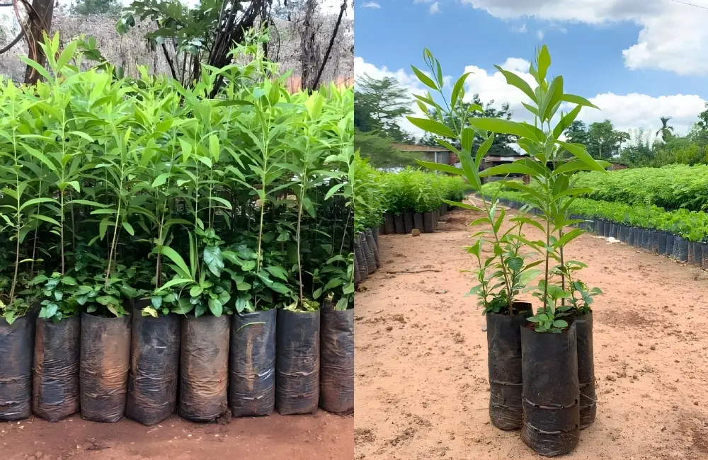 Trồng cây đàn hương cấy mô vào đất/giá thể phù hợp