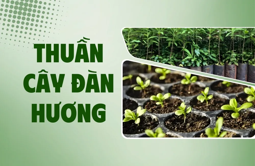 thuần cây đàn hương cấy mô
