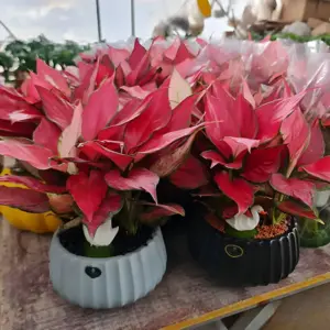 Vạn Lộc Đỏ Cấy Mô