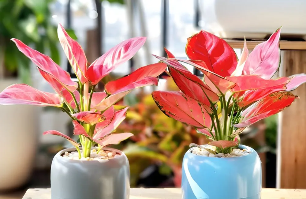 Vạn Lộc Đỏ Cấy Mô