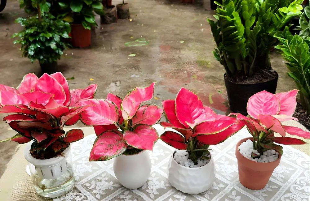 Vạn Lộc Đỏ Cấy Mô