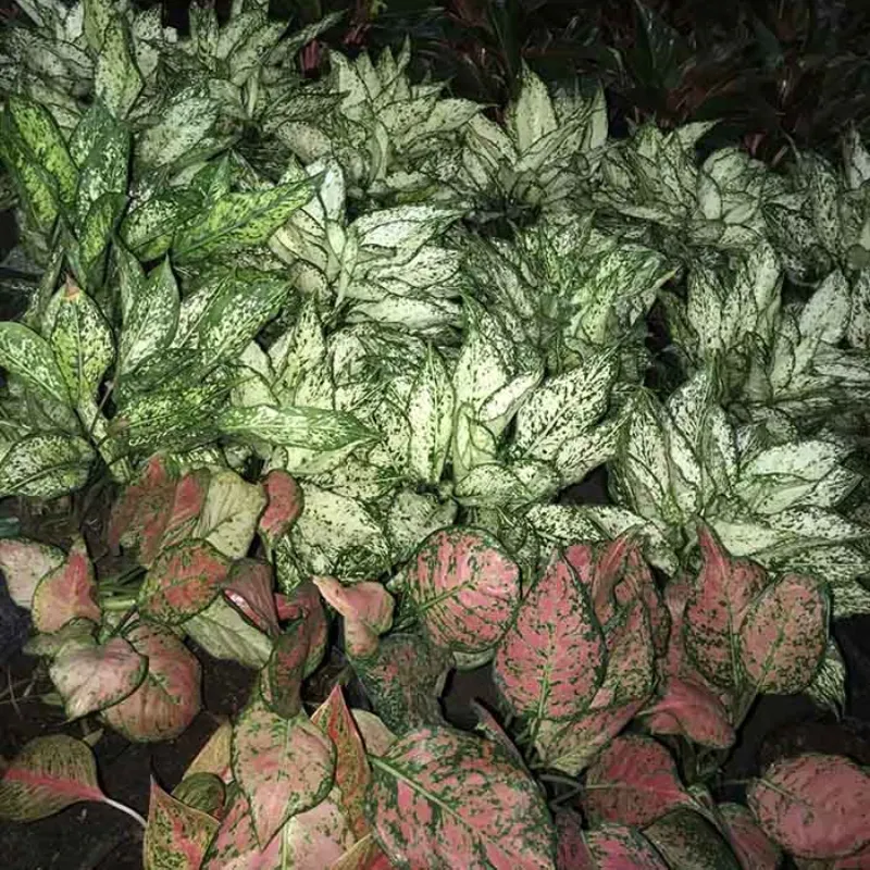 Vạn Lộc Xanh Cấy Mô - Ảnh 2