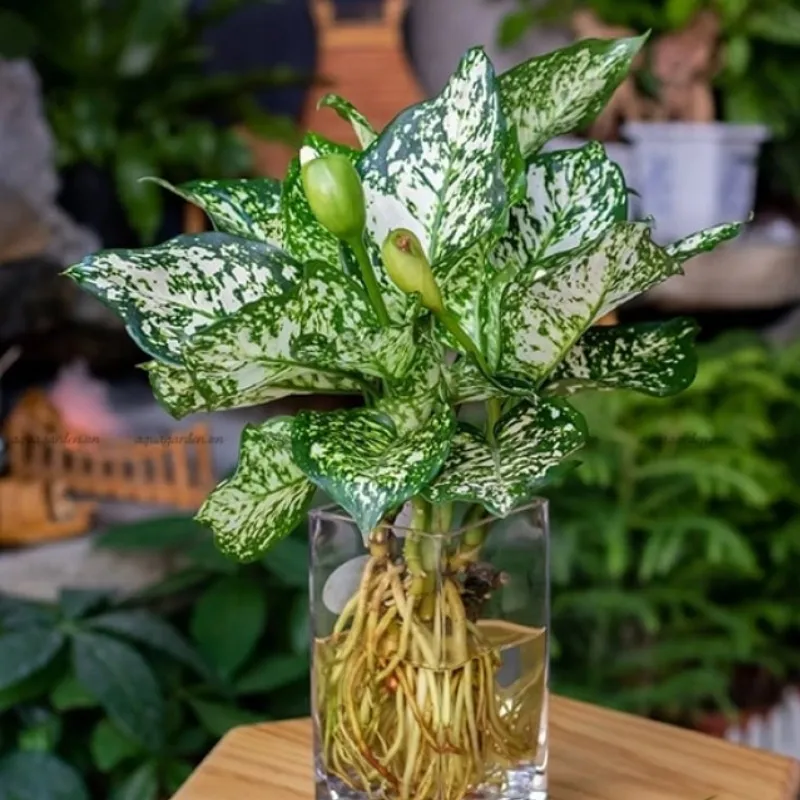 Vạn Lộc Xanh Cấy Mô