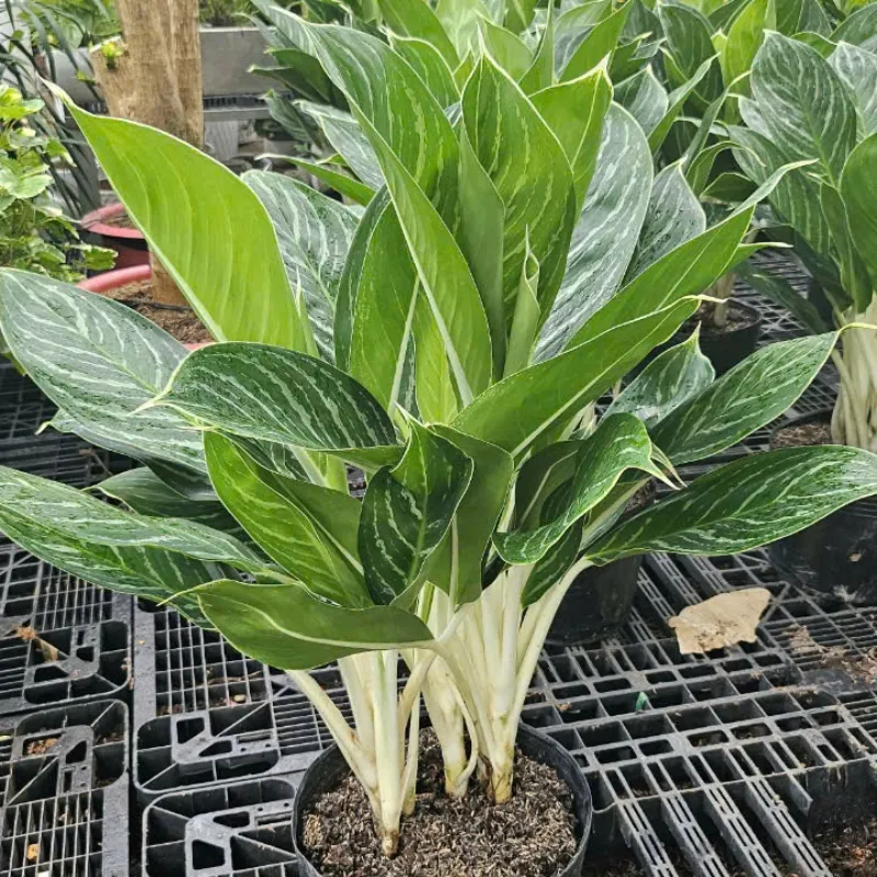 Vạn Lộc Xanh Cấy Mô - Ảnh 4